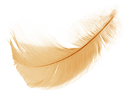gold_feather