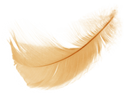 gold_feather